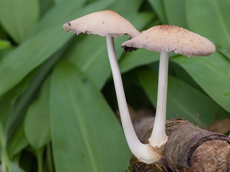 Coprinus domesticus